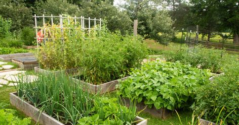 How to Maximize Veggie Garden Production - Minnesota State Horticultural Society Minnesota Garden Vegetables, Minnesota Garden, Sacred Garden, Succession Planting, Vegetable Garden For Beginners, Growing Cucumbers, Bush Beans, Garden Vegetables, Pole Beans