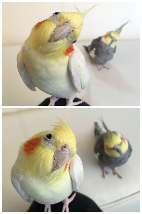 Curious Cockatiels... ❤️ #cockatiels #parrots Best Pet Birds, Pet Bird Cage, Rabbit Cages, Korat, Funny Parrots, Parakeets, Funny Birds, Pet Bird, Bird Pictures