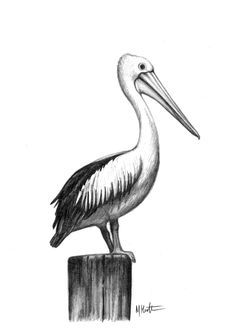 Pelican Tattoo on Pinterest | Alligator Tattoo, Pelican Art and ... Pelican Tattoo For Women, Max Hamilton, Pelican Drawing, Pelican Tattoo, Draw Birds, Drawing Birds, Pelican Art, Pelican Bird, Drawing Ink