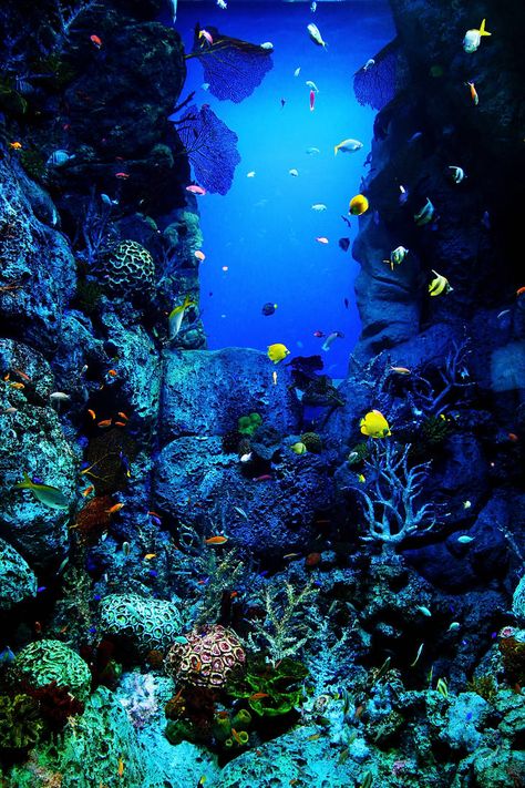 Coral Reef Photography, Ocean Underwater, Ocean Backgrounds, Life Under The Sea, Undersea World, Under The Ocean, Underwater Art, Ocean Floor, Life Aquatic