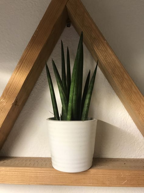 Best Garden Plants, Cylindrical Snake Plant, Sansevieria Cylindrica, Plant Propagation, Office Plants, Skylark, Propagating Plants, Best Garden, Snake Plant