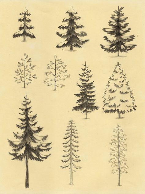 I like trees, don’t you too? Types Of Pine Trees, Scottish Wildlife, Mountain Drawing, Tree Sketches, Animals Art, Drawing Projects, Tree Drawing, Art How, Arte Floral