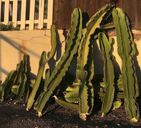 Growing Cactus From Clipping, How To Start A Cactus From A Clipping, Propagate Cactus How To, How To Propagate Cactus Plants, How To Propagate A Cactus, Propagate Cactus, Cactus Propagation, Florida Plants Landscaping, Propagating Cactus