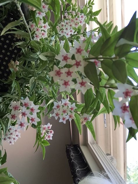 Hoya Bella Helen had a large beautiful Hoya Bella plant hanging at the kitchen window…..it was the only plant in our entire house! The memory of the wonderful smell as I stood at the sink washing dishes is one of the few pleasant childhood memories. Hoya Bella Flower, Bedroom Plants Low Light, Indoor Trees Low Light, Bedroom Vines, Plants In Bedroom, Hoya Bella, Indoor Grow Lights, Indoor Plants Low Light, Hoya Plant