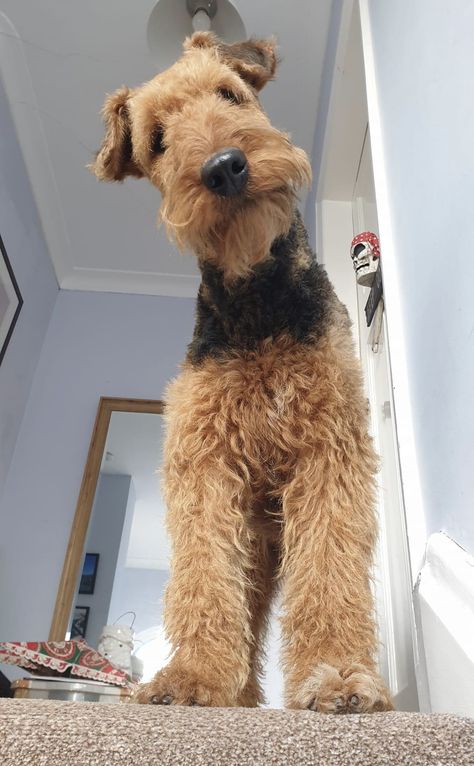 Airdales Puppies, Airedale Terrier Puppy, Airedale Terriers, Airdel Terrier, Airedale Terrier Aesthetic, Terrier Dog, Airedale Puppy, Airedale Terrier Puppies, English Terrier