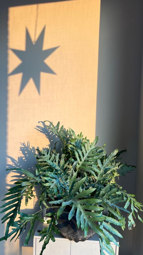 Blauw varen / Blue Fern Phlebodium Blue Star, Blue Oil Fern, Open House Design, Phlebodium Aureum, Blue Star Fern, Balcony Oasis, Indoor Planting, Indoor Oasis, Blue Fern