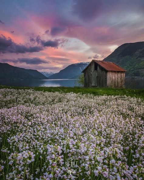 Heart_Imprint featured artist ••••••••••••••••••••••••••••••••••••••• ♥️♥️ CONGRATULATIONS ♥️♥️ ••••••••••••••••••••••••••••••••••••••••••… Norway Aesthetic, Flower Meadows, Ocean Travel, Just Aesthetic, Free Catalogs, Moon Clouds, Rural Living, Visit Norway, Wonderful Nature