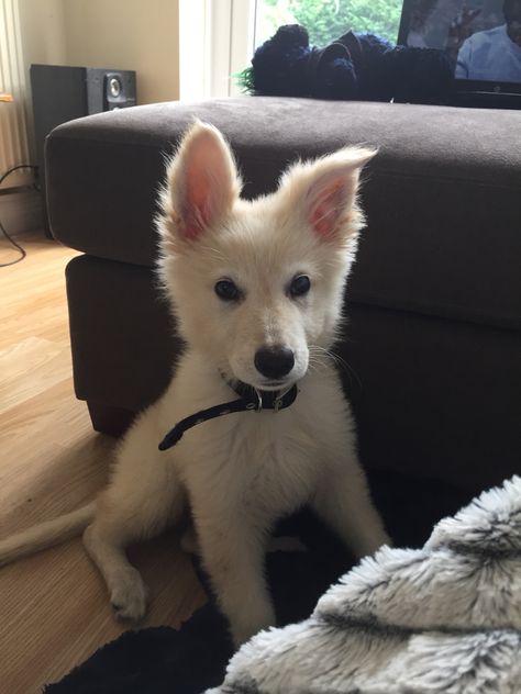 My baby 😍  White German shepherd pup #germanshepherd White German Shepard Puppy, White Shepherd Puppy, White Shepherd Dog, White Long Haired German Shepherd, Albino German Shepherd, White German Shepherd, Gsd Puppies, German Shepherd Puppies, German Shepherd Dogs