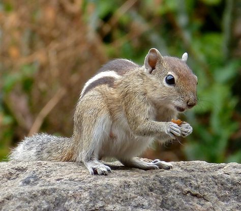 Indian Palm Squirrel Lord Rama With Squirrel, Squirrel Quote, Dubai Tourist Map, Indian Squirrel, Indian Palm Squirrel, Kerala Wildlife, Happy Squirrel, European Squirrel, Eurasian Red Squirrel