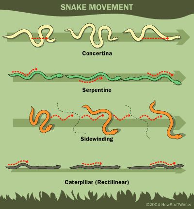 The key to snake movement is closely related to the key to their locomotion: ventral scales. Learn more about snake movement. Snake Movement, Reptile Unit Study, Insect Anatomy, Movement Drawing, Biology Labs, Nature School, Life Hacks Computer, Creative Lettering, Animation Reference