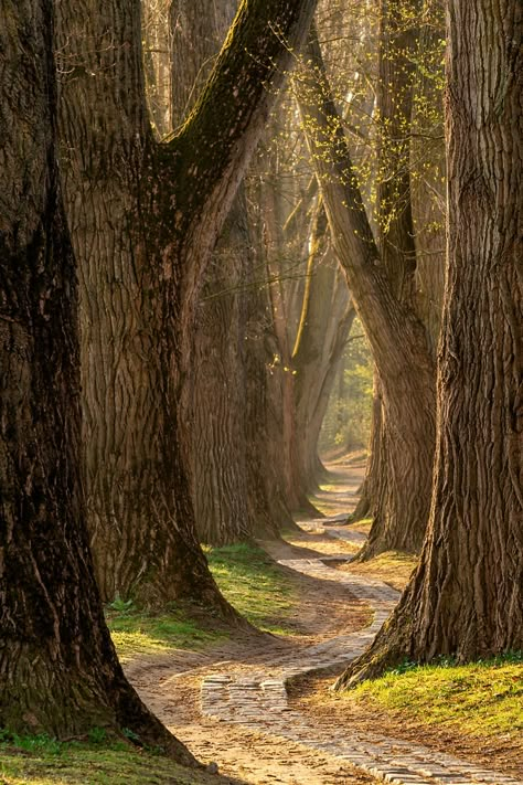 Spring — Lars van de Goor Nature Photography Trees, Europe 2023, Forest Path, Unique Trees, Tree Forest, Alam Yang Indah, Beautiful Tree, Amazing Nature, Nature Pictures