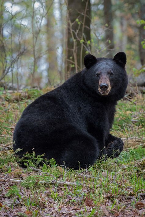 Gallery 4 | Bear Witness Images Bears In The Wild, Black Bear Photography, Black Bear Aesthetic, Polar Bear We Bare Bears, We Bear Bears, Mountain Animals, Black Bear Decor, Cute Animal Tattoos, American Black Bear