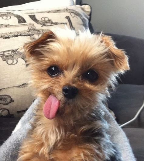 And finally, this tiny dog whose tongue is basically bigger than his entire face. | 29 Things That Are Way More Important Than Work Right Now Dog Shaming, Cute Puppy Pictures, Image Chat, Loyal Dogs, Adorable Puppy, Tiny Dogs, Puppy Pictures, E Card, 귀여운 동물