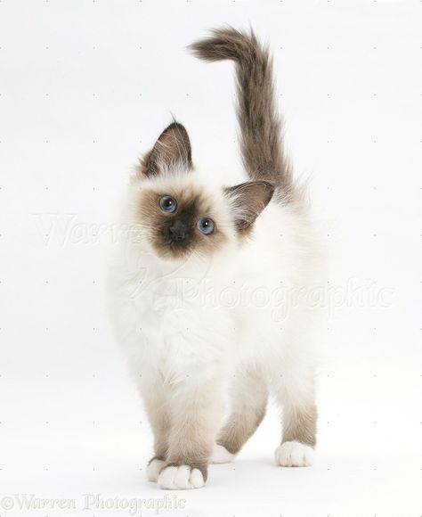 birman | Birman kitten photo - WP20310 Kitten Reference Photo, Kitten Reference, Kitten Poses, Feline Drawing, Birman Kittens, Draw Cats, Cat Poses, Birman Cat, Warrior Cat Oc