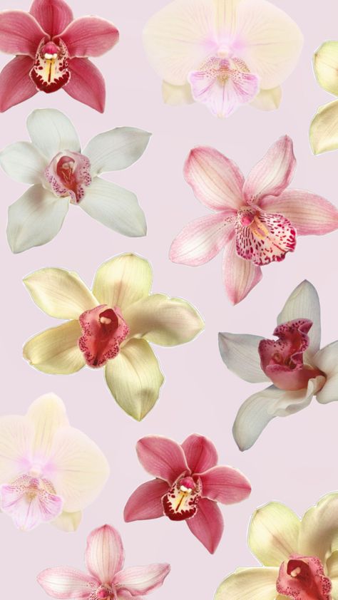 Orchid wallaper, flowers, shuffles Orchid Wallpaper Aesthetic, Orchids Aesthetic, Orchid Background, Orchid Wallpaper, Random Pics, Aesthetic Wallpapers, Orchids, Phone Wallpaper, Wallpapers