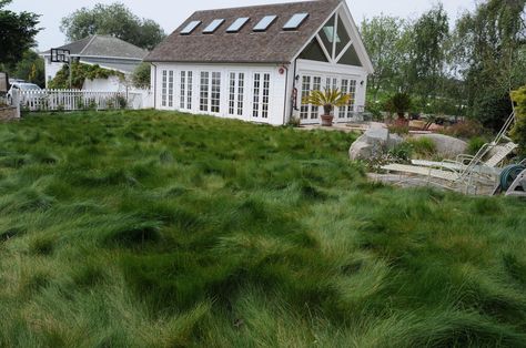 Native Mow Free grass - as seen at the Huntington Gardens. Patented fescue blend. Soil solutions. No Mow Grass, Lawn Alternatives, Green Acres, Water Wise, Native Garden, Grass Seed, Types Of Soil, Ground Cover, Drought Tolerant