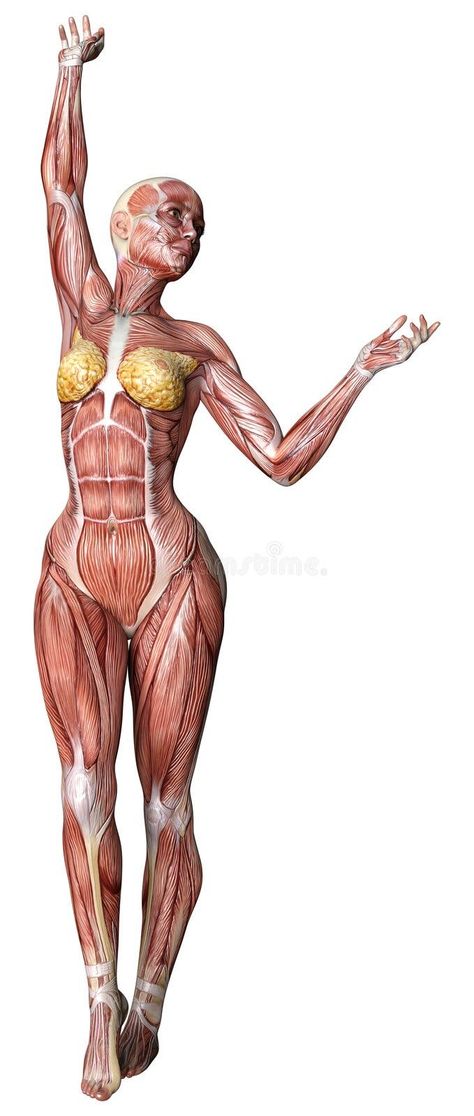 Female Anatomy Stock Illustrations – 33,099 Female Anatomy Stock Illustrations, Vectors & Clipart - Dreamstime Female Gender Sign, Human Anatomy Female, Body Muscle Anatomy, Female Anatomy Reference, Human Body Drawing, Anatomy Sculpture, Anatomy Tutorial, Muscle Anatomy, Medical Anatomy