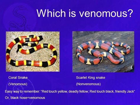 King Snake, Snake Information, Snake Breeds, Milk Snake, Coral Snake, Animal Facts, Animals Of The World, Pet Care, Coral