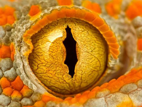 Gecko's eye, by Alan M.  Extreme Close-Ups: 16 Mind-Blowing Macro Nature Photos via @Webecoist Webecoist Macro Fotografia, Reptile Eye, Lizard Eye, Regard Animal, Foto Macro, Photo Macro, Eye Close Up, Extreme Close Up, Macro Shots