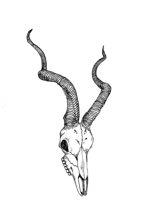 Antelope Skull Drawing, ink on paper, 2014 Animal Skull Drawing, Antelope Skull, American Traditional Tattoo Ideas, Traditional Tattoo Ideas, Animal Skeletons, Animal Skull, Drawing Tattoo, Tattoo Portfolio, Skull Drawing