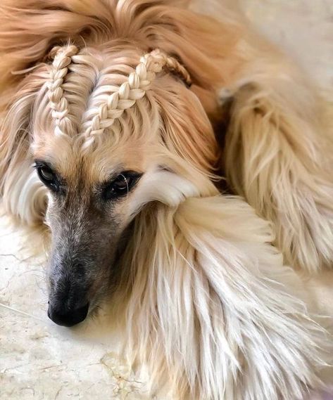 15 Interesting Hairstyles For Afghan Hounds Afghan Hound Puppy, Hypoallergenic Dog Breed, Afghan Hounds, Hound Puppies, Hypoallergenic Dogs, Afghan Hound, Pretty Dogs, Hound Dog, Dog Drawing