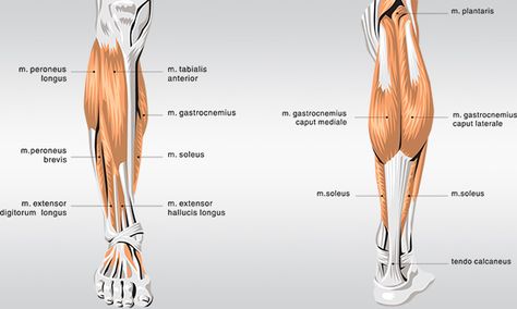 HOW TO GET BIGGER CALVES - GUIDE TO BIG CALF MUSCLES Calf Anatomy, Calf Exercises At Home, Calf Muscle Workout, How To Build Muscles, Bigger Calves, Body Muscle Anatomy, Super Tips, Calf Exercises, Bodybuilding Program