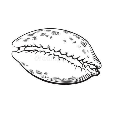 Cowrie Shell Drawing, Cowrie Shell Tattoo Design, Cowry Shell Tattoo, Cowrie Tattoo, Cowrie Shell Tattoo, Shell Sketch, Shell Logo Design, Cowrie Shells, Shells Drawing