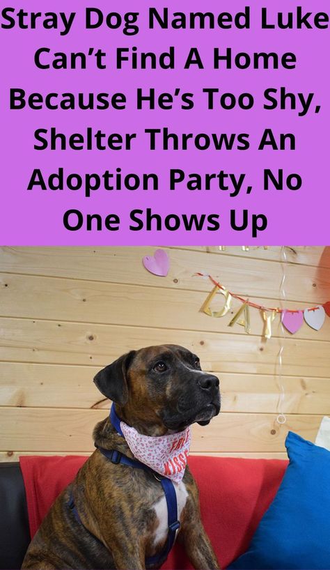 Stray Dog Named Luke ​​Can’t Find A Home Because He’s Too Shy, Shelter Throws An Adoption Party, No One Shows Up Dog Adoption Party, Shelter Dogs Adoption, Pakistani Boys, Cute Names For Dogs, Adoption Party, Cute Dog Photos, Stood Up, Baby Animals Pictures, Dog Images