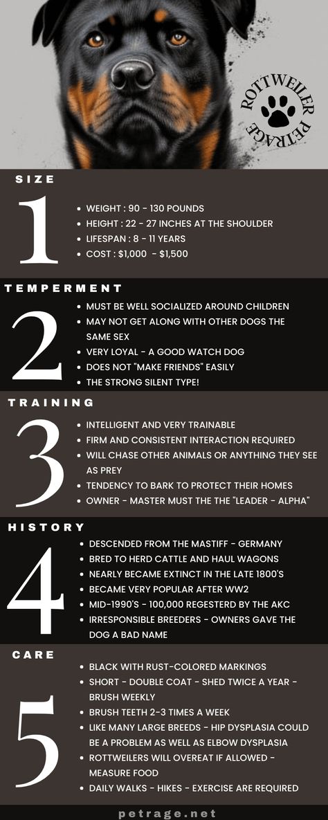 How much do you actually know about the Rottweiler? This big, German-bred dog has a long history in the canine world. Check out these 13 interesting facts about Rottweilers. Big Rottweiler, Rottweiler Care, German Rottweiler Puppies, Rottweiler Names, Dogs Rottweiler, Rottweiler Pictures, Rottweiler Facts, Rottweiler Dog Breed, Rottweiler Training