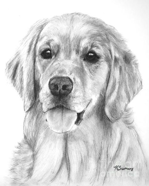 Golden retriever art on Pinterest | Golden Retrievers, Dog Art and ... Retriever Drawing, Drawings Techniques, Golden Retriever Drawing, Creatures Drawing, Draw Dogs, Dogs Drawing, Drawing 101, Golden Retriever Art, Journal Drawing