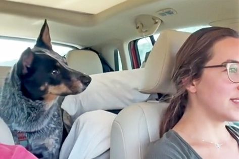 Watch This Australian Cattle Dog Go Bonkers with Joy When He Finds Out He's Visiting His Grandparents Cattle Dog Quotes, Australian Cattle Dog Funny, Garlic Scallops, Aussie Cattle Dog, Dog Names Unique, Austrailian Cattle Dog, Scallops Recipe, Cattle Dogs Rule, Best Treats