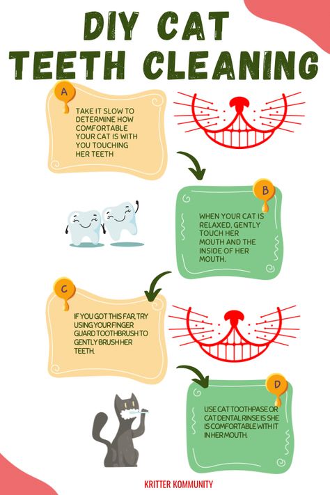 #DIYcatteethcleaning #catteethcleaning #cats #cat Cat Hygiene Tips, How To Take Care Of Your Kitty, Cat Products Pet Care, Cat Grooming Tips, Cat Tips Indoor, Cat Hygiene, Kitten Checklist, Kitty Care, Cat Teeth