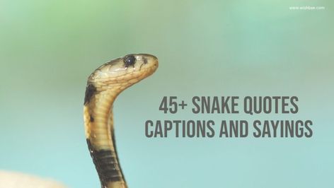 snake quotes Snake Quotes People Lessons Learned, Snake Instagram Captions, Snake Captions For Instagram, Snake Captions, Snake Quotes Beautiful, Reptile Quotes, Snake In The Grass Quotes, Snake Quotes People, Quotes About Snakes