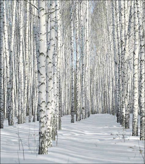 birch trees in the snow Snowy Birch Trees, Aspen Trees Photography, 자작나무 그림, White Birch Trees, Birch Tree Art, White Trees, Aspen Tree, Andermatt, Winter Szenen