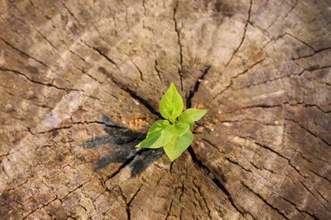 Young green seedling growing out of tree stump, top view. New life concept Tree Stump, Top View, New Life, Tattoos, Plants, Green, Quick Saves