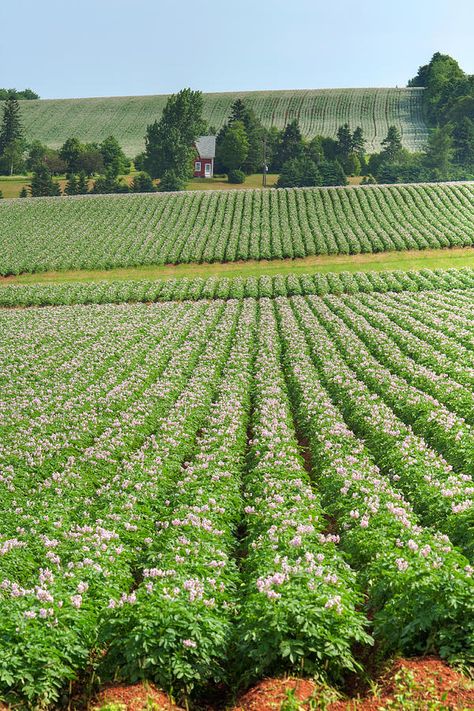 Rural Aesthetic, Potato Farm, Meghan Quinn, Farm Songs, Farm Dream, Blackberry Farm, Farm Restaurant, Blackberry Farms, Irish Potatoes