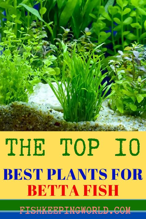 When setting up the aquarium for your Betta fish, don’t forget to add live plants. Fish Keeping World knows exactly what plants are most suited for this beautiful fish. Check out our guide that offers 10 of the best plants that will make your Betta happy. While nine of them are live the 10th option includes fake plants. We will explain the characteristics and features of each plant and why they are good for your fish, including their maximum height, hardiness, how to care, and more. Read more... Best Live Plants For Beta Fish, Betta Fish With Live Plants, Best Plants For Betta Tank, Beta Tank Plants, Plant With Beta Fish, Live Plants For Betta Tank, Live Plants In Fish Tank, Plants For Beta Fish Bowl, Betta Fish Plants