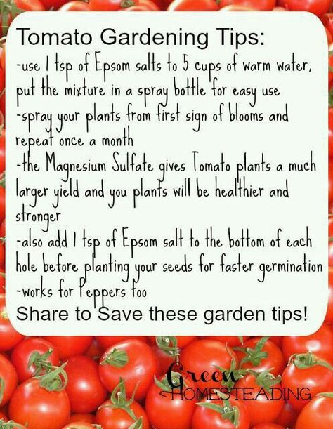 Epsom Salt Diy, Tomato Gardening, Gardening Tips For Beginners, Growing Tomatoes In Containers, Grow Tomatoes, Vegetable Garden For Beginners, Vegetable Garden Diy, Garden Veggies, Garden Types