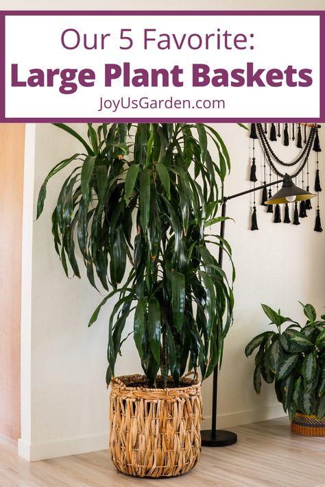 Are you looking for large baskets for houseplants? We've rounded up our favorite extra large baskets for plants, floor plant baskets, large indoor plant baskets, large plant baskets, plant baskets large size, & wicker baskets for indoor plants. Plant baskets add so much to home decor. Happy shopping! Plants In Baskets Indoor, Plants For Dark Rooms, Houseplants For Low Light, Indoor Plants For Low Light, Indoor Floor Plants, Big Indoor Plants, Plants In Baskets, Snake Plant Care, Easy Care Houseplants