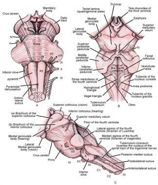 Nervous System Parts, Nervous System Anatomy, Brain Nervous System, Brain Nerves, Brain Models, Gross Anatomy, Peripheral Nervous System, Basic Anatomy And Physiology, Brain Anatomy