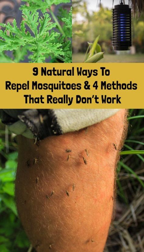 9 Natural Ways To Repel Mosquitoes And 4 Methods That Really Don’t Work Treating Mosquito Bites, Fence Building, Mosquito Repellent Candle, Mosquito Repellent Homemade, Mosquito Repellent Spray, Mosquito Traps, Diy Mosquito Repellent, Kill Roaches, Pest Repellent