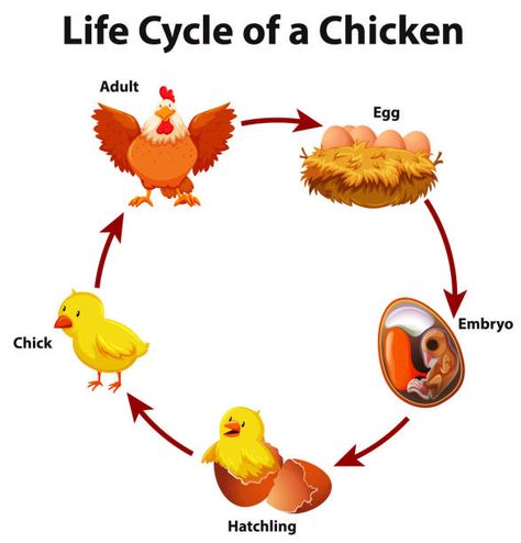 Bird Life Cycle, Toddler Homeschool Activities, Homeschool Toddler, Preschool Busy Book, Kindergarten Montessori, Montessori Curriculum, Chicken Life Cycle, Animal Life Cycles, Life Cycles Activities