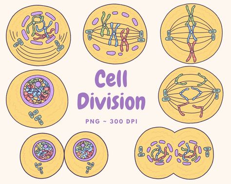 Stages Of Mitosis Drawing, Animal Cell Drawing, Joker Art Drawing, Biology Drawing, Biochemistry Notes, Cycle Drawing, Science Cartoons, About Me Template, Diy Phone Case Design