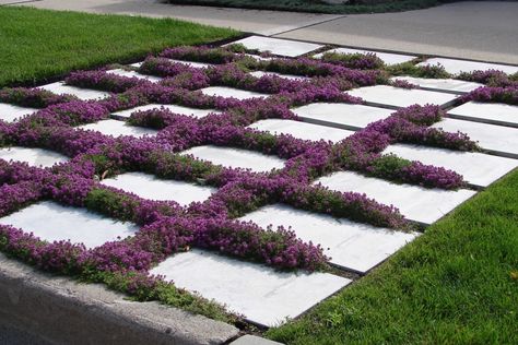 Tips for Growing Creeping Thyme Plants - MyGardenLife Thyme Lawn, Zero Scape, Ground Cover Seeds, Lawn Ideas, Thyme Plant, Covered Backyard, Perennial Ground Cover, High Country Gardens, Creeping Thyme