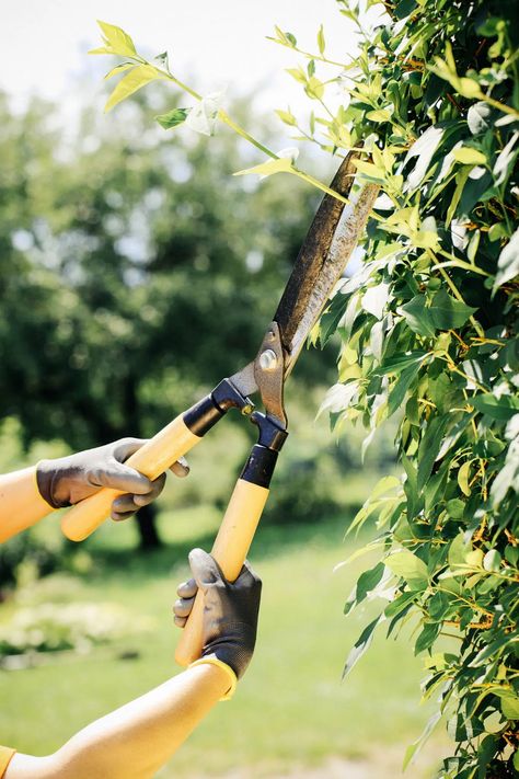 The Best Hedge Trimmers for Your Garden—2022 Reviews – Garden Betty Garden Betty, Cedar Hedge, Hedge Trimming, Flower Hedge, Trimming Hedges, Gardening Services, Hedge Shears, Neat Gadgets, Product Photoshoot