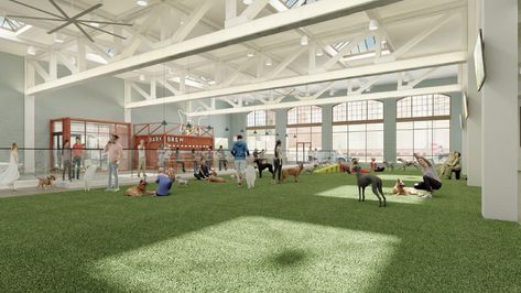 Bark & Brew indoor dog park and bar set to open in Cleveland this summer Dog Hotel Rooms, Dog Splash Pad, Dog Park Design, Dog Boutique Ideas, Indoor Dog Park, Interactive Space, Luxury Dog Kennels, Animal Rescue Center, Dog Hotel