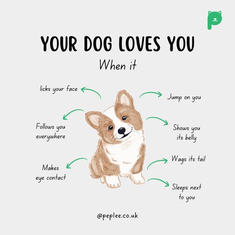 Where To Pet A Dog, Dog Body Language, Dog Remedies, Dog Advice, Puppy Mom, Dog Kisses, Very Cute Puppies, Joyful Life, Helpful Things