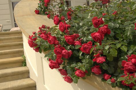 'Florentina ' Rose Photo Florentina Rose, Rose Garden Landscape, Food Plot, Rose Photo, Rose Photos, Climbing Roses, Green House, Rose Garden, The Rose