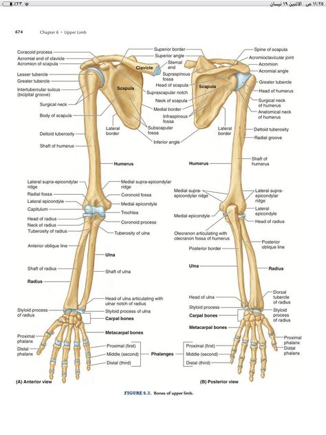 Limb Anatomy, Upper Limb Anatomy, Human Skeleton Anatomy, Anatomy Bones, Medical Binder, Physical Therapy Assistant, Human Body Organs, Medical School Life, Basic Anatomy And Physiology