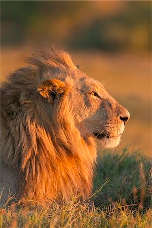 Lion Head Side View, Lion Side View, Lion Profile, Looking Into The Distance, Lion Ears, Profile Portrait, Side Portrait, Panthera Leo, Lions Photos